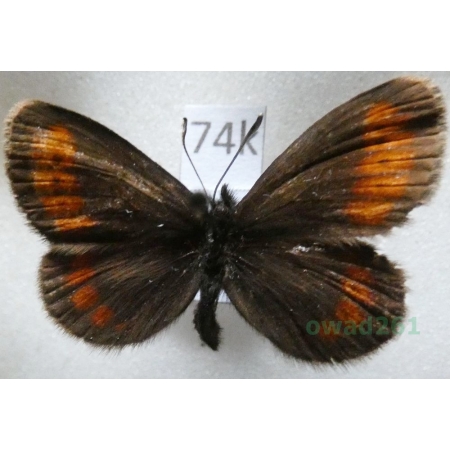 Erebia pharte (Hübner, 1804) male Górówka farte Czech74k
